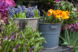 Yellow lupines, purple anemone, lilac hyacinths, hydrangea in tin buckets for sale as decoration of the store entrance