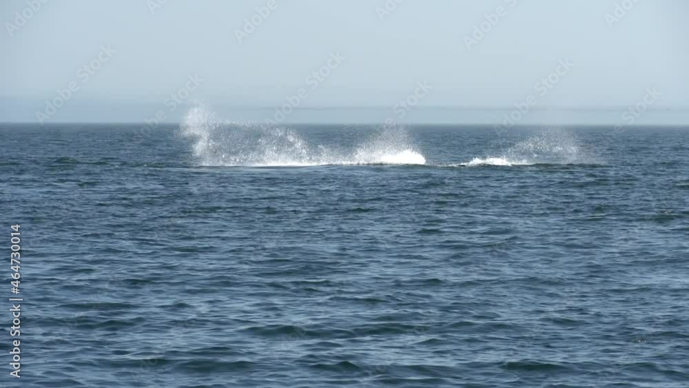 Southern Right Whale Breaching Out Of Water Southern Right Whale Breaching Out Of Water