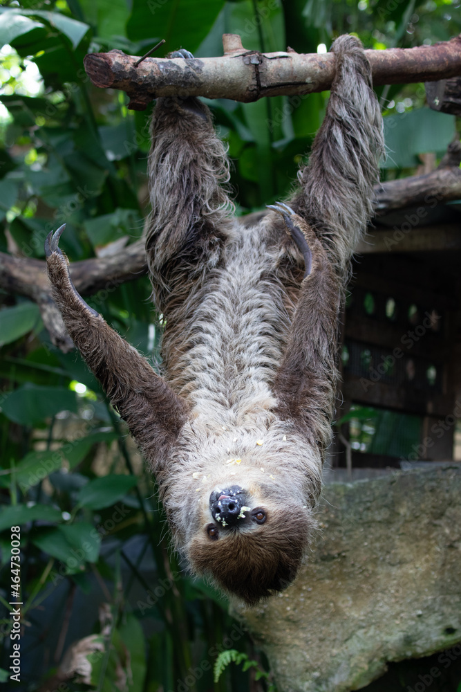 Close up Funny Sloth hanging on the Tree Close up Funny Sloth hanging on the Tree