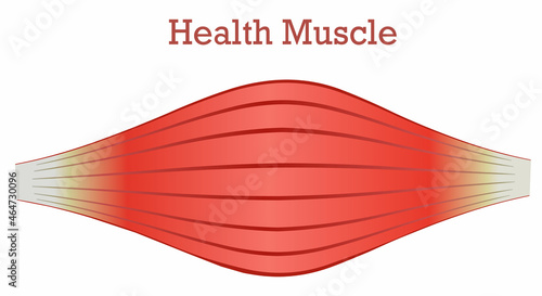 Healthy muscle anatomy. Section flat icon draw. Skeletal  parallel, red muscle. Biceps. White tendon, bone. Medical illustration vector