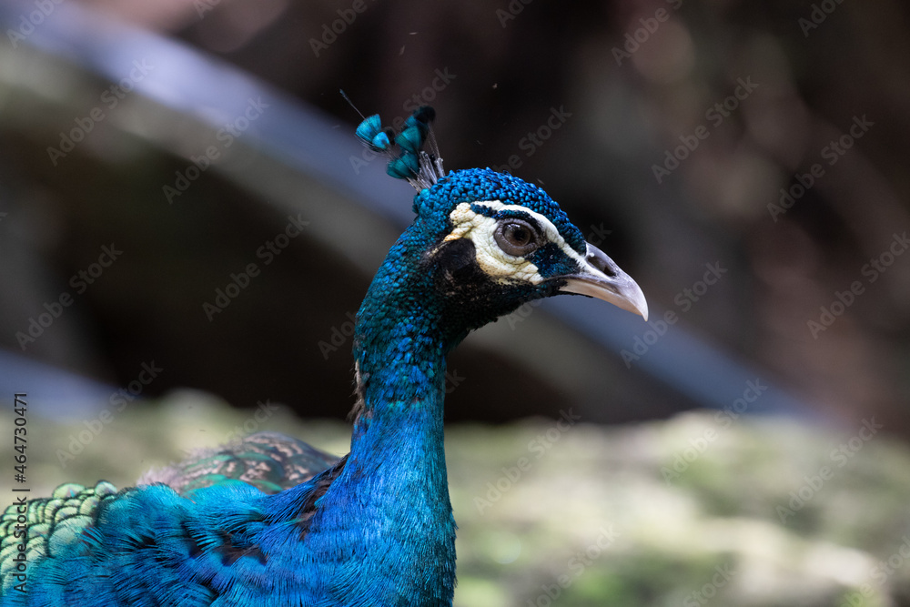 Close up Colorful Texture and Pattern of Beautiful Peacock Close up Colorful Texture and Pattern of Beautiful Peacock