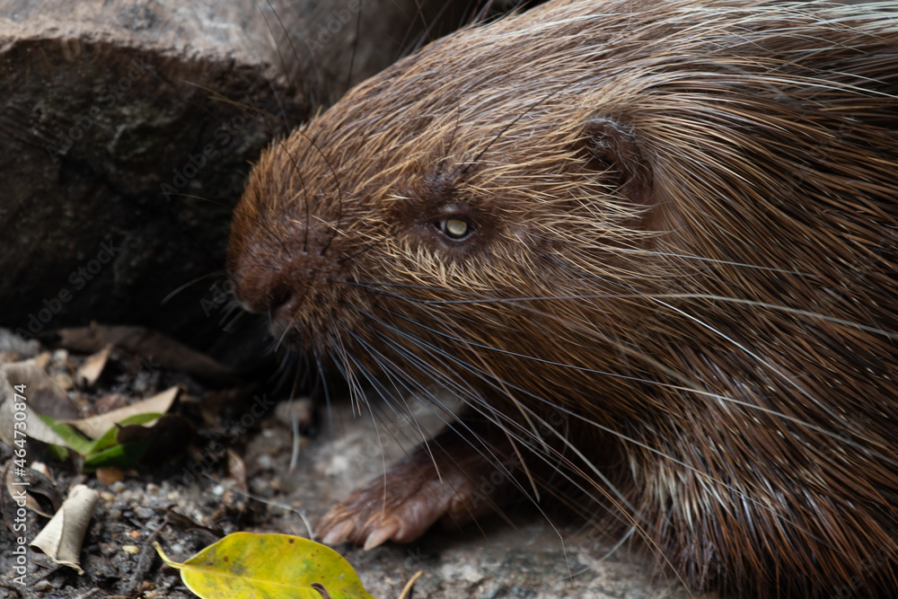Close up Malayan Porcupine, Hystrix Brachyura Close up Malayan Porcupine, Hystrix Brachyura