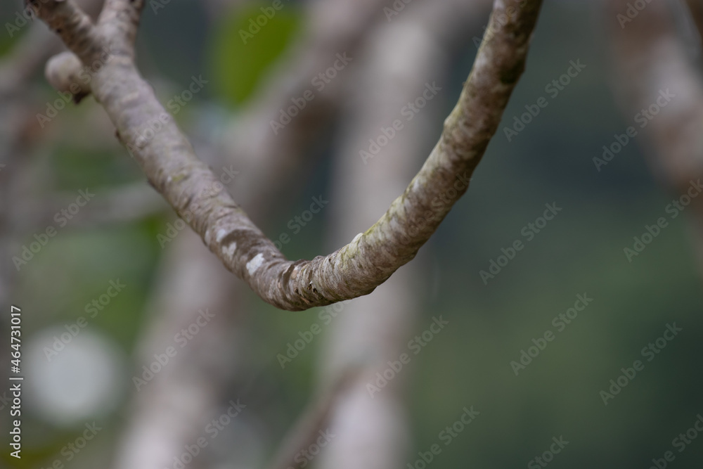 Texture of Tree barks , Curve of Tree Twigs , Beauty of Nature