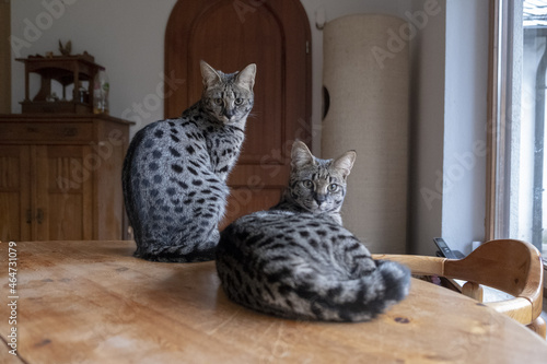 Canvas Print Closeup shot of beautiful Savannah cats indoors on the wooden table
