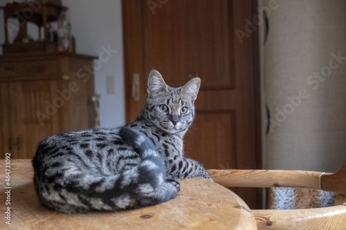 Foto Closeup shot of the beautiful Savannah cat indoors sitting on the wooden table