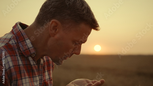 Tableau sur toile Agronomist man face check inspect wheat grains at morning sunrise farmland