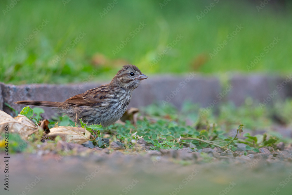 A juvenile song sparrow (Melospiza melodia) foraging on the ground. A juvenile song sparrow (Melospiza melodia) foraging on the ground.