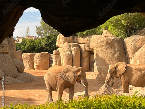 Charla entre elefantes photo