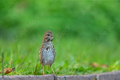 Wallpaper Mural A juvenile song sparrow (Melospiza melodia) foraging on the ground. Torontodigital.ca