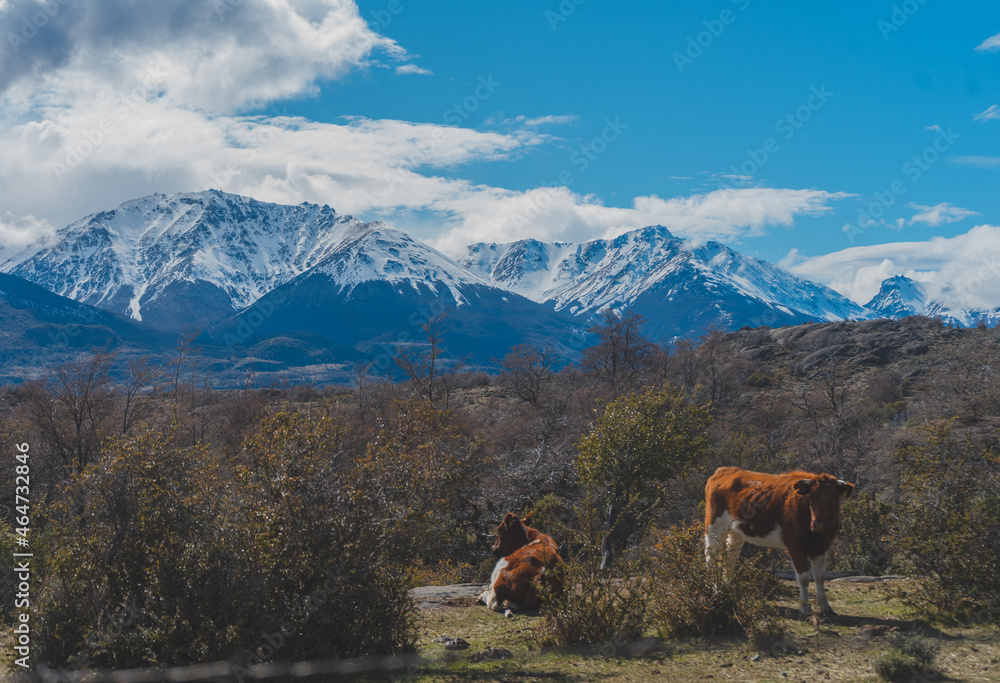 Fototapeta premium animales en el sur de chile 