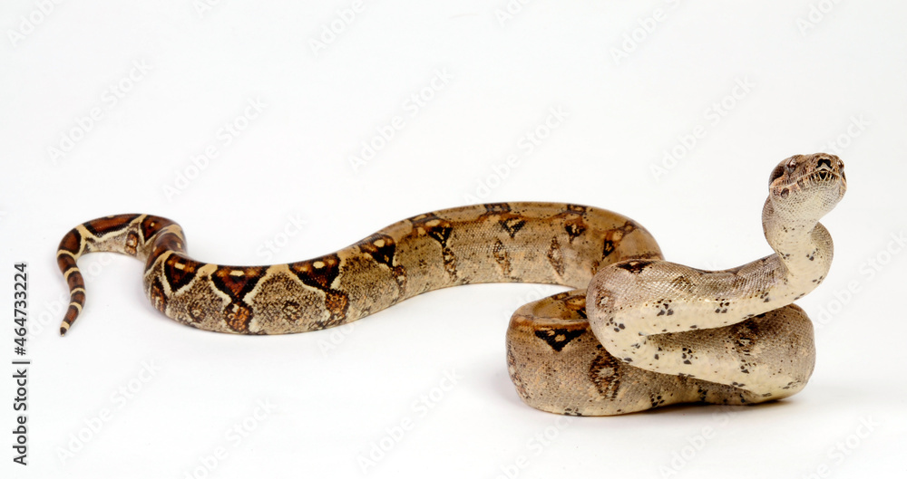 Obraz premium Red-tailed boa // Abgottschlange (Boa constrictor)