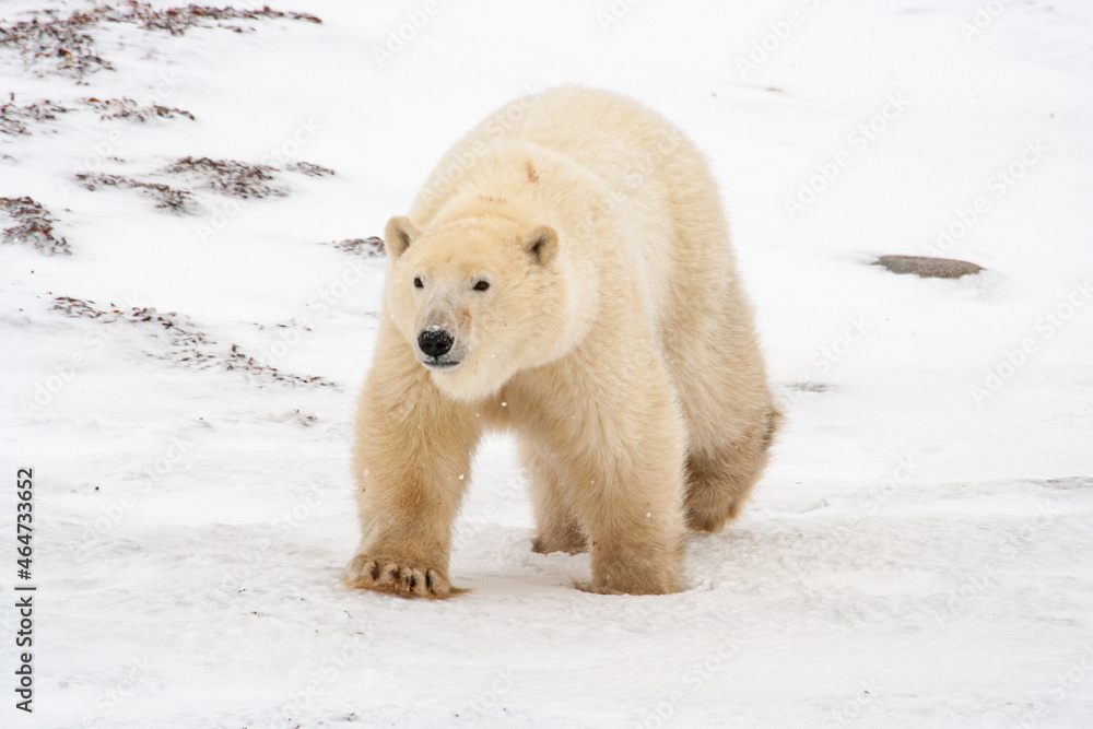 Polar bear walking on snow in Canada Polar bear walking on snow in Canada