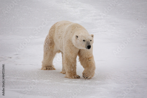 Polar bear walking on snow in Canada