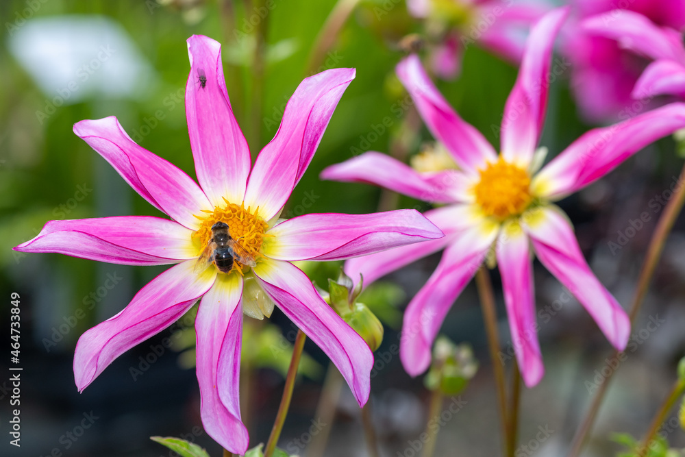 Fototapeta premium Honka rose dahlia flowers