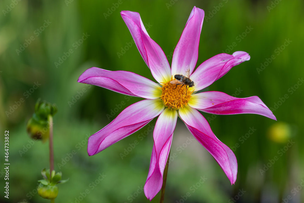 Fototapeta premium Honka rose dahlia flower