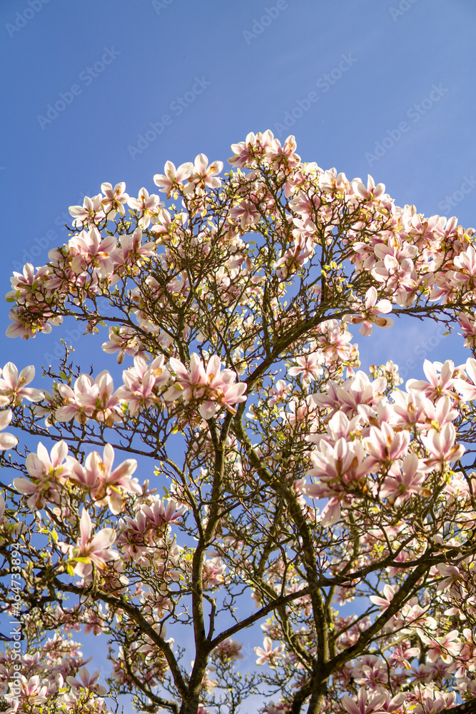 spring beautiful blooming pink magnolia magnolia in a large park against a background of blue sky spring beautiful blooming pink magnolia magnolia in a large park against a background of blue sky