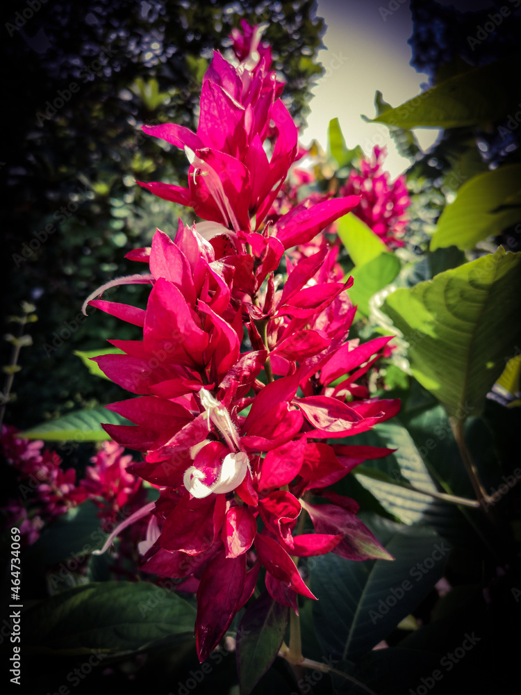 Nature Nature