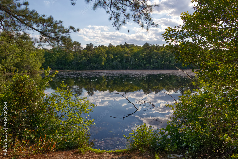 Obraz premium A beautiful lake background and path to water in the summer