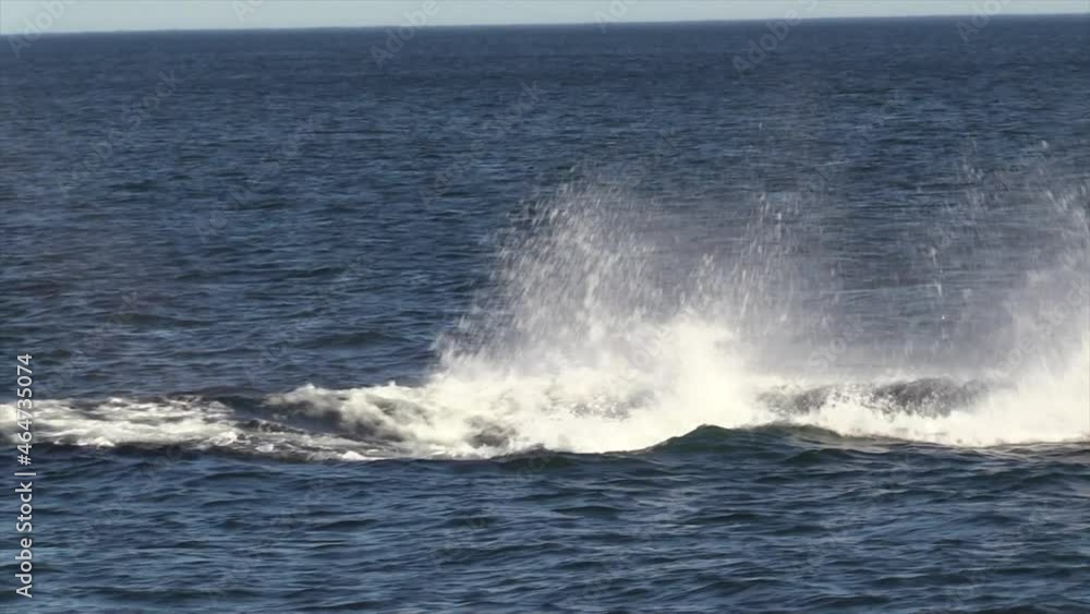 Southern Right Whale Performing Headlunge with Great Blow Southern Right Whale Performing Headlunge with Great Blow