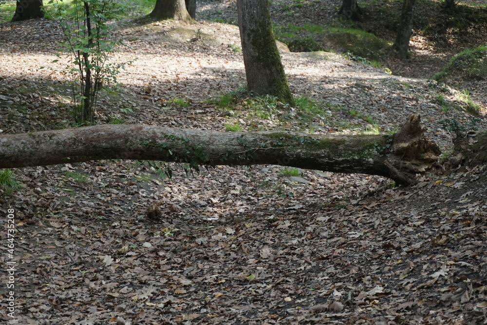 fallen tree stump blocking the pathway in autumn fallen tree stump blocking the pathway in autumn
