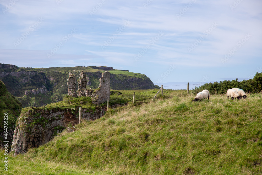 A few sheep grazing next to Dunseverick Castle, County Antrim, Northern Ireland