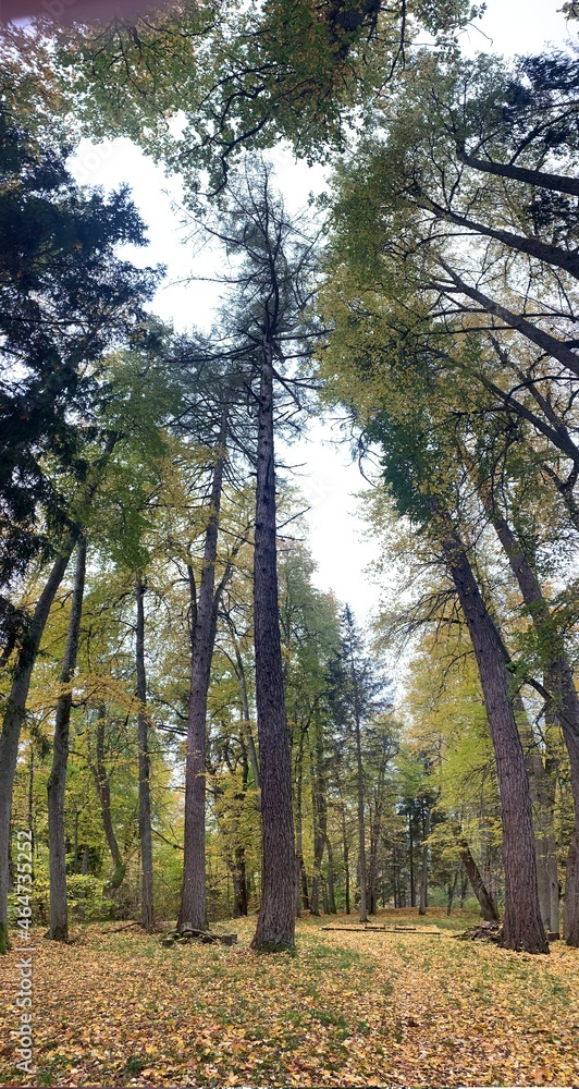 Fototapeta premium forest in autumn