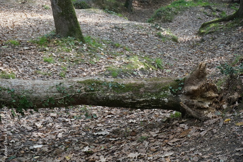 fallen tree stump blocking the pathway in autumn