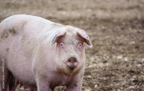 Obraz na płótnie an inquisitive dutch landrace sow pig stares toward the camera, looking out from her free range pen, Wiltshire UK w salonie