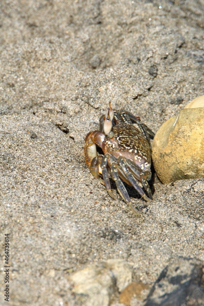 Land crab on the beach in Ayampe, Ecuador