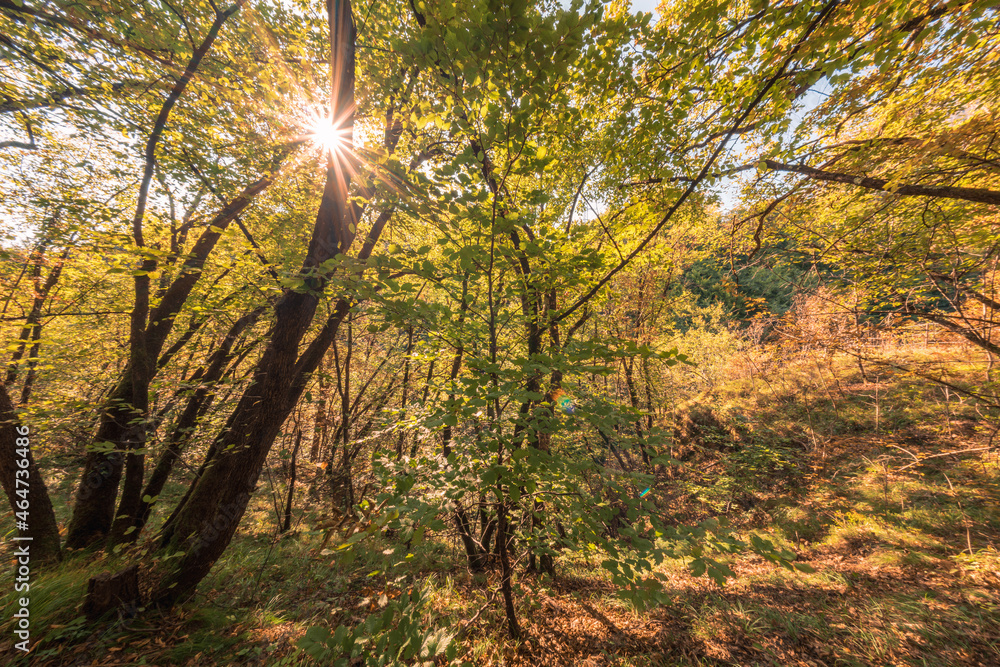 Fototapeta premium The colors of autumn in a sunny mountain forest in South Tyrol, Italy.