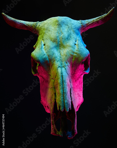 Image of menacing bull skull with color light on black background. Halloween holiday decoration concept image.