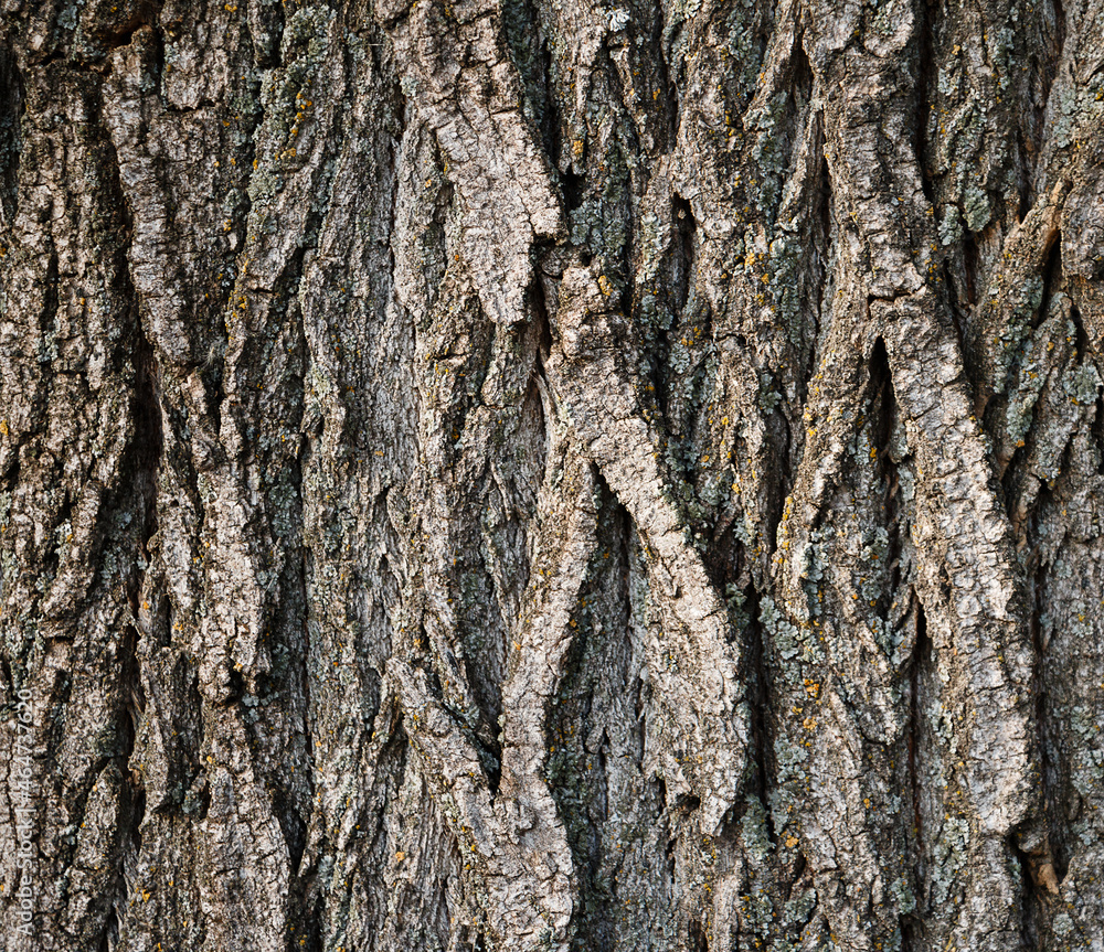tree bark texture, abstract background tree bark texture, abstract background