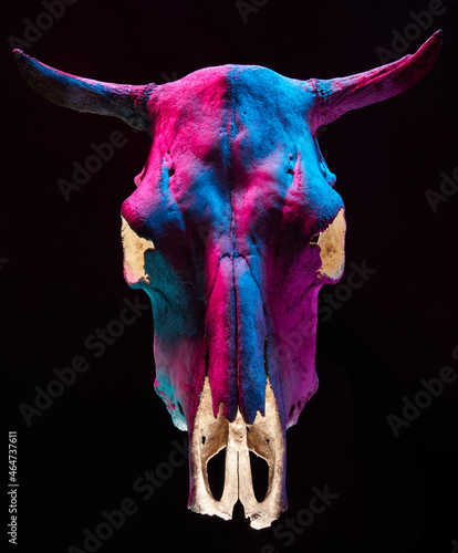 Image of menacing bull skull with color light on black background. Halloween holiday decoration concept image.