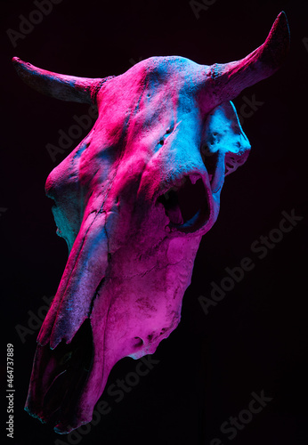 Image of menacing bull skull with color light on black background. Halloween holiday decoration concept image.