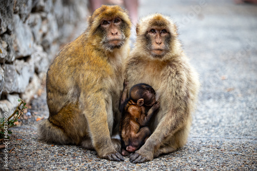 mother and baby monkeys in gibraltar