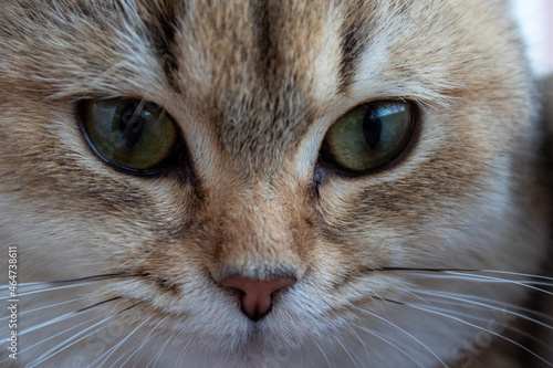 The Muzzle Of The British Shorthair Golden Chinchilla NY25. The eyes of the British shorthair