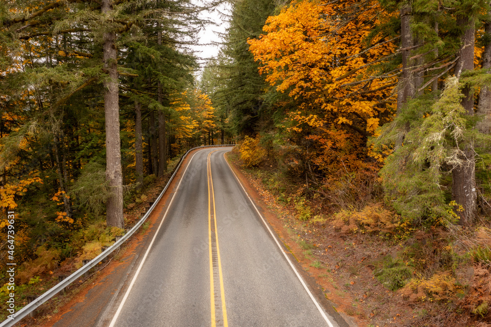 Obraz premium Roadway Leading to a Colorful Fall Forest. Fir and maple trees line the road in the autumnal season along the Mt. Baker Highway in the Pacific Northwest.