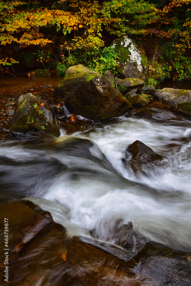 stream in the forest stream in the forest