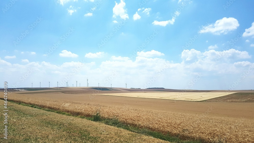 Fototapeta premium Champs.