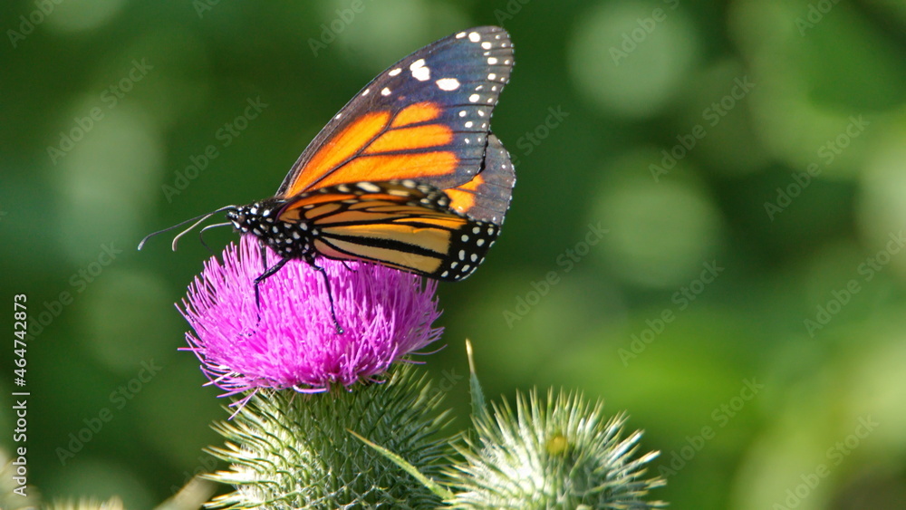 Monarch butterfly on a Scotch thistle flower in Cotacachi, Ecuador Monarch butterfly on a Scotch thistle flower in Cotacachi, Ecuador