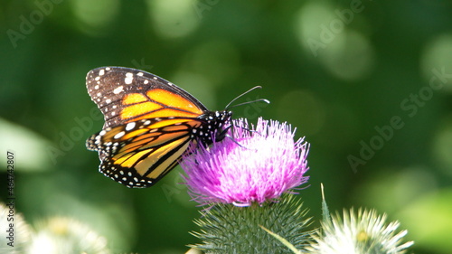 Monarch butterfly on a Scotch thistle flower in Cotacachi, Ecuador © Angela