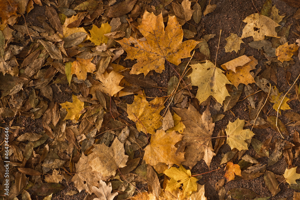 Fall background from yellow leaves Fall background from yellow leaves
