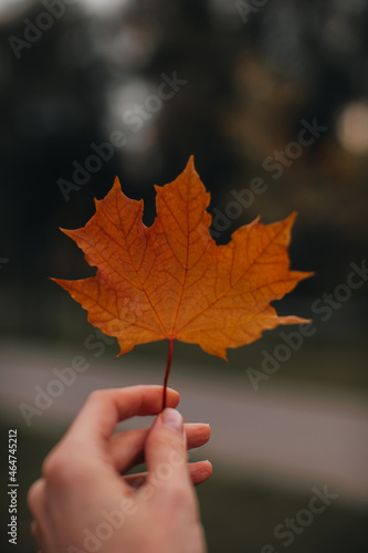 Female hand holding a fallen orange maple leave. Autumnal details and atmosphere