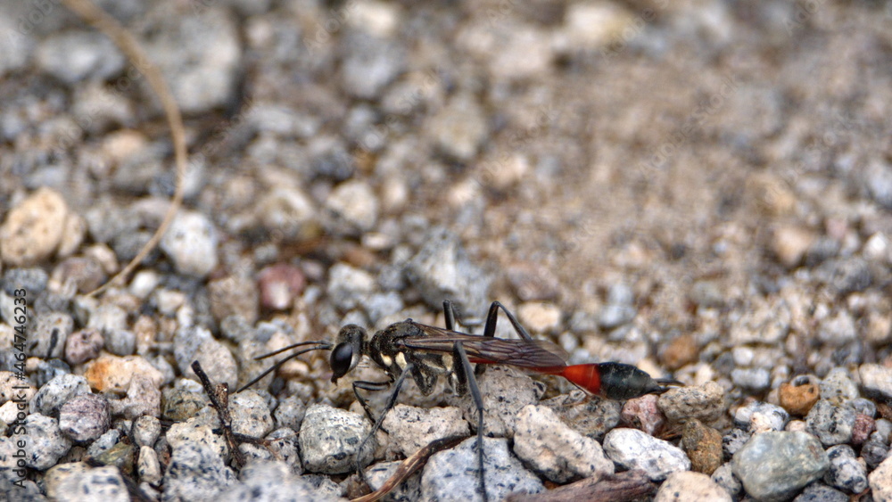 Wasp on the ground in Cotacachi, Ecuador Wasp on the ground in Cotacachi, Ecuador
