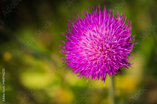 Canvas Print flower head of a wild thistle growing in a field in Wyoming