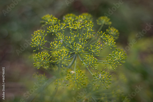 Dill infusion to lower blood pressure. Aromatic spice. Dill seeds close up. Healthy foods for the stomach. Dill essential oil. Improved appetite. Ascorbic and nicotinic acid. photo