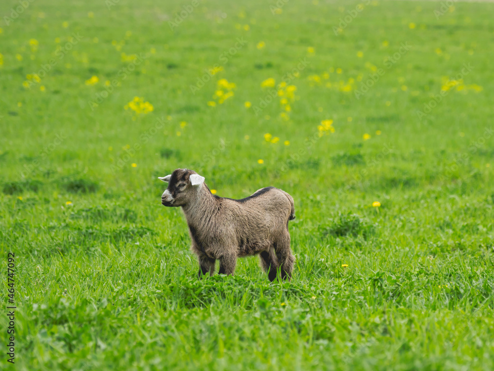 Little goat grazes on meadow. Mammal in paddock with fresh green grass. Animal husbandry at summer. Little goat grazes on meadow. Mammal in paddock with fresh green grass. Animal husbandry at summer.