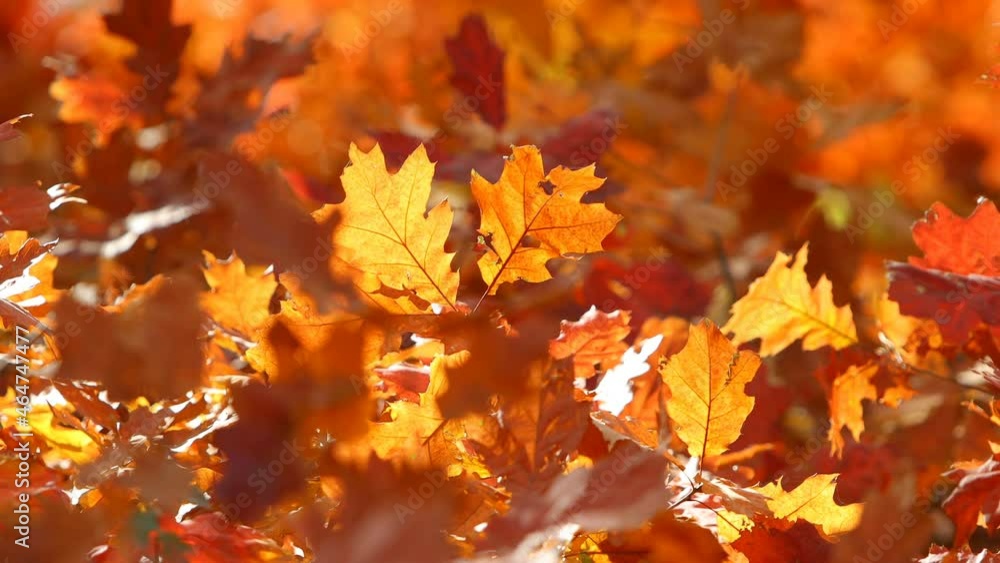 Bright orange calm autumn background. Bright orange calm autumn background.