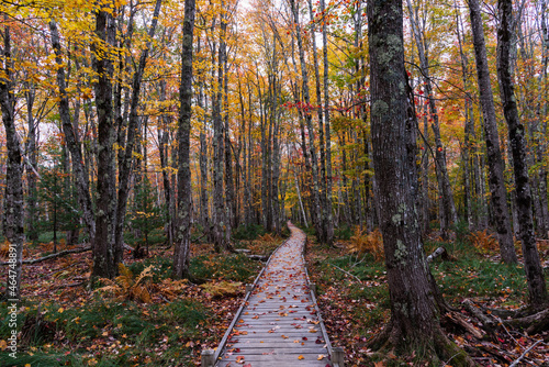 Fall color - Acadia National Park, Maine