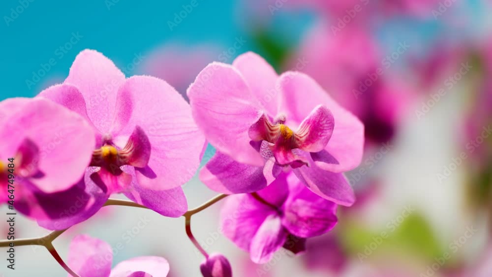 Floral background with blooming purple or pink phalaenopsis orchid. 4k HD Floral background with blooming purple or pink phalaenopsis orchid. 4k HD